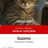 Foto del gato perdido en Roubaix
