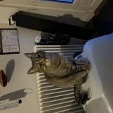 Foto del gato perdido en Roubaix