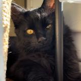 Foto del gato perdido en La Grand Croix