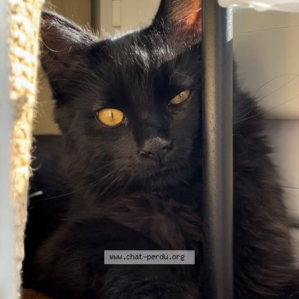 Foto 1/1 Salem Chat perdido en La grand croix