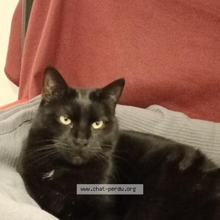 Foto 1/1 Bambinito Chat perdido en Le blanc mesnil