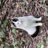 Foto de gato encontrado en Bordeaux