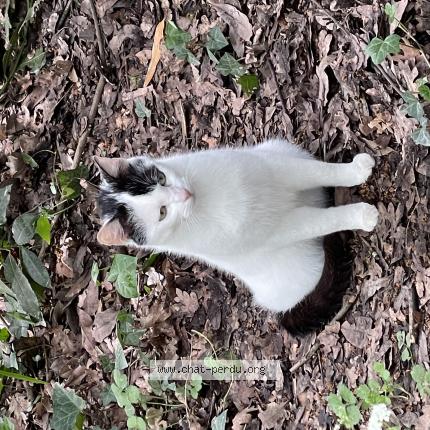 Foto 1/1 Gato encontrado Encontrado en Bordeaux