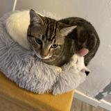 Foto del gato perdido en Anzin