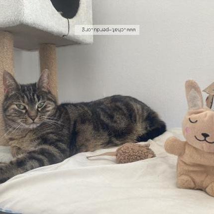 Foto 1/1 Mia Chat perdido en Olivet