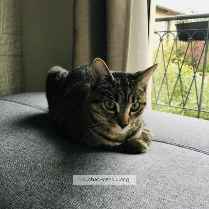 Foto 1/1 Griffouille Chat perdido en Balma