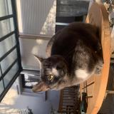 Foto del gato perdido en Mably