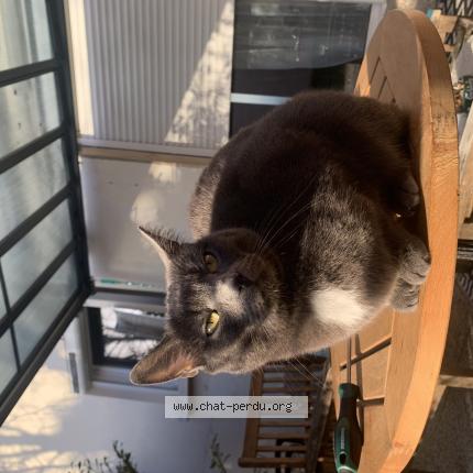 Foto 1/1 Smokie Chat perdido en Mably