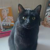 Foto del gato perdido en Donzere