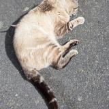 Foto de gato encontrado en Saint Macaire En Mauges