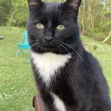 Foto del gato perdido en Artiguelouve