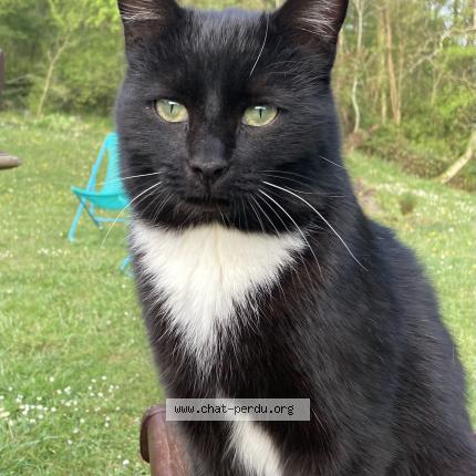 Foto 1/1 Paolo Chat perdido en Artiguelouve