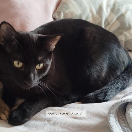 Foto 1/1 Moka Chat perdido en Clapiers