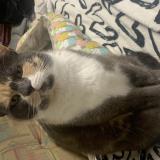 Foto del gato perdido en Bonnut