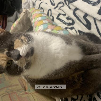 Foto 1/1 Minette Chat perdido en Bonnut