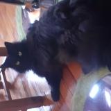 Foto del gato perdido en Belleu