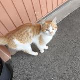 Foto de gato encontrado en Saint Thelo