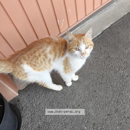 Foto 1/1 Gato encontrado Encontrado en Saint thelo