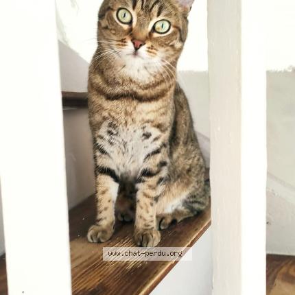 Foto 1/1 MINOU Chat perdido en Thiers