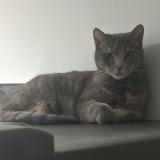 Foto del gato perdido en Eaunes