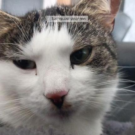 Foto 1/1 Vega Chat perdido en Essey les nancy