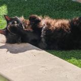 Foto del gato perdido en Villelongue Dels Monts