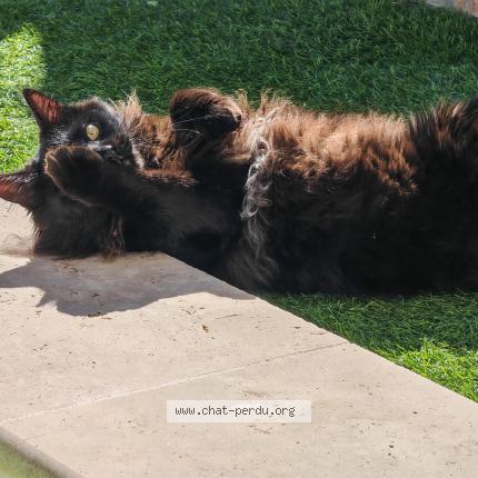 Foto 1/1 Blue Chat perdido en Villelongue dels monts