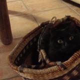 Foto del gato perdido en Brangues