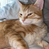 Foto del gato perdido en Bron