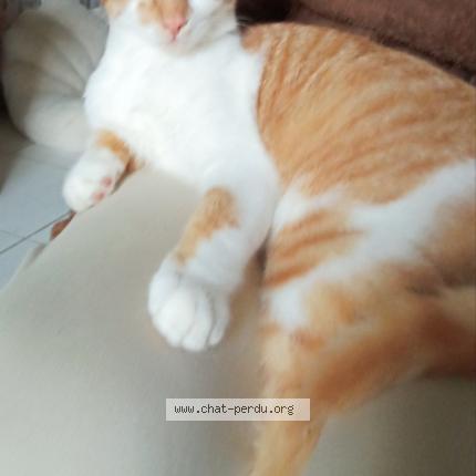 Foto 1/1 Virgule Chat perdido en Lavilledieu du temple