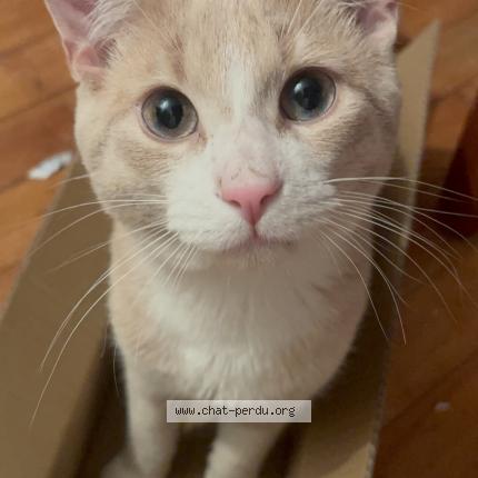 Foto 1/1 Orange Chat perdido en Greenfield park