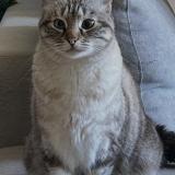 Foto del gato perdido en Six Fours Les Plages