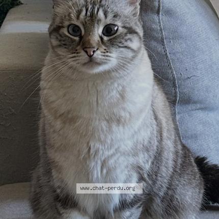 Foto 1/1 Sky Chat perdido en Six fours les plages