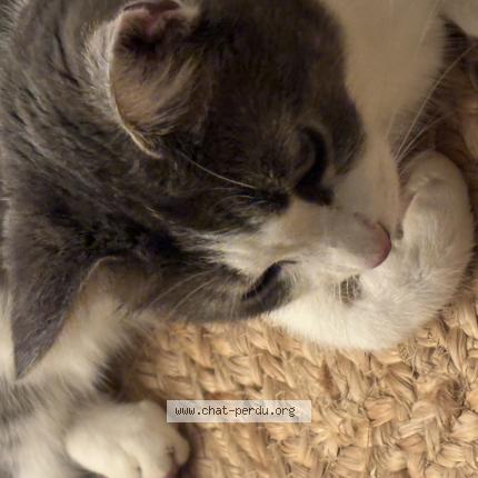 Foto 1/1 Vittoria Frousse Chat perdido en Magny montarlot