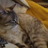 Foto del gato perdido en Le Vaudoue 77123