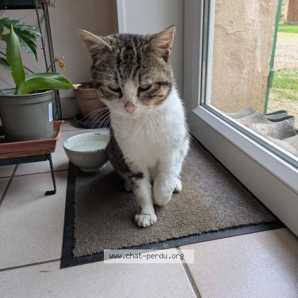 Foto 1/1 Gato encontrado Encontrado en Chevroux