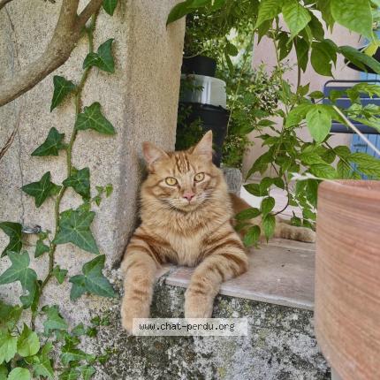 Foto 1/1 Lando Chat perdido en Fontareches