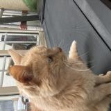 Foto de gato encontrado en Chartres