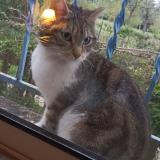 Foto de gato encontrado en Avignon