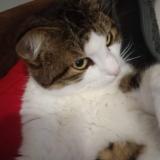 Foto del gato perdido en Tocane Saint Apre