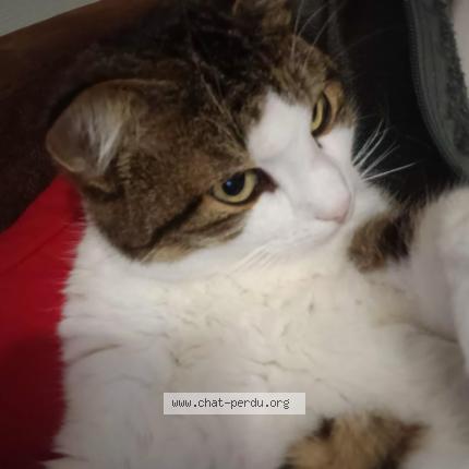 Foto 1/1 USKO Chat perdido en Tocane saint apre