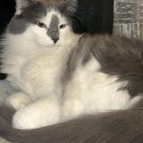 Foto del gato perdido en Quito