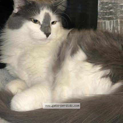 Foto 1/1 Shiro Gato perdido en Quito