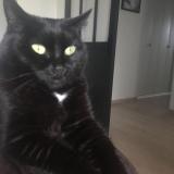 Foto del gato perdido en Rochefort Montagne