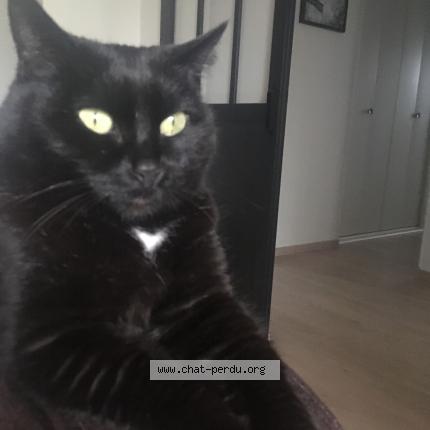 Foto 1/1 Bagheera Chat perdido en Rochefort montagne