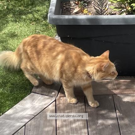 Foto 1/1 Gato encontrado Encontrado en St barthelemy