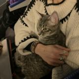 Foto del gato perdido en Paris