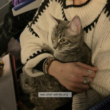 Foto 1/1 Berthy Athena Chat perdido en Paris