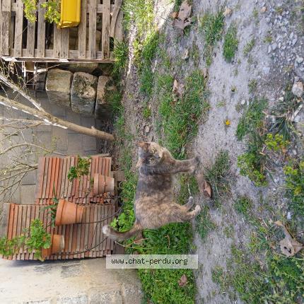 Foto 1/1 Miamy Sia Chat perdido en Bellegarde