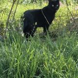 Foto del gato perdido en Marsannay La Cote